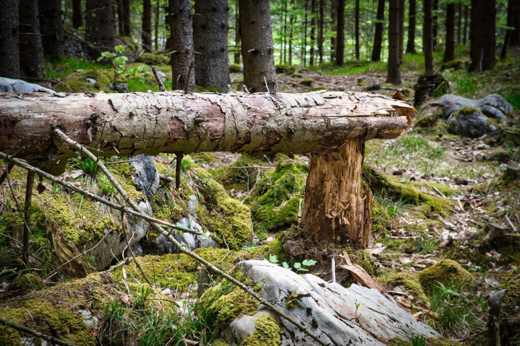 storm, tree trunk, old-5096232.jpg